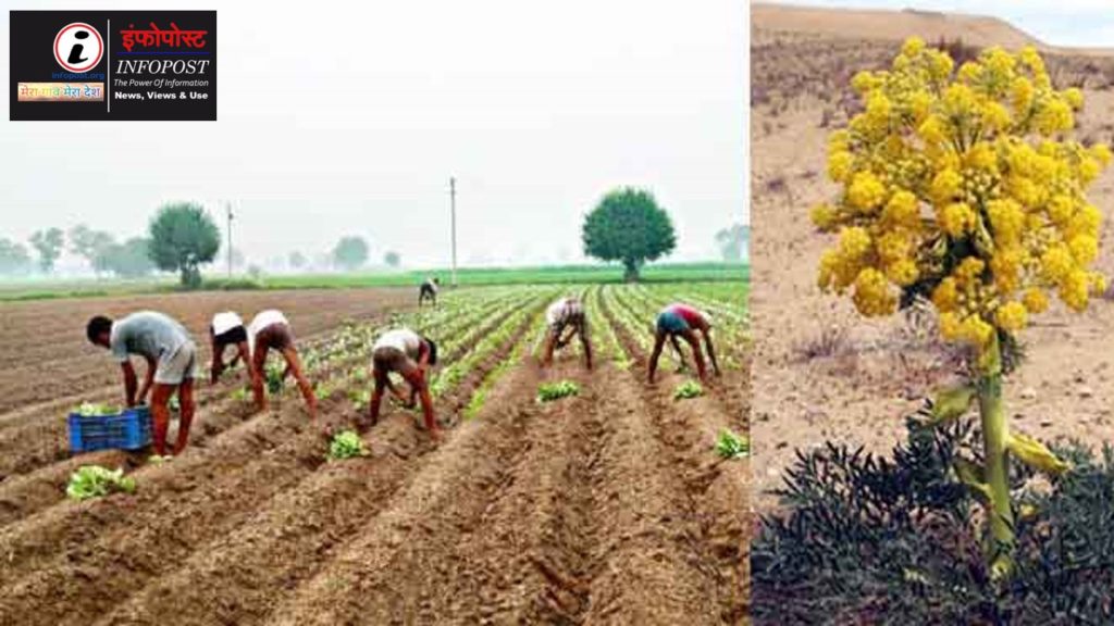 Asafoetida cultivation An exercise to improve the economy/infopost